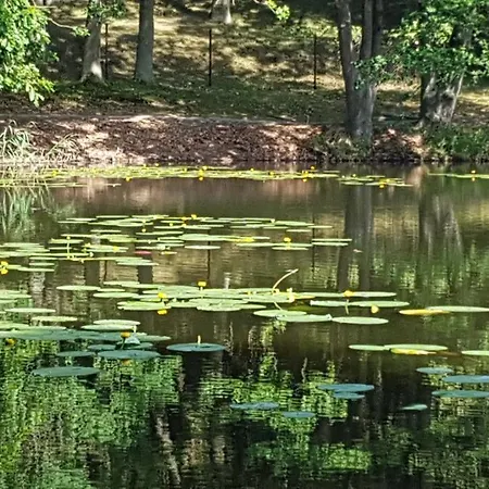 Niebieski Zakatek Wiselka